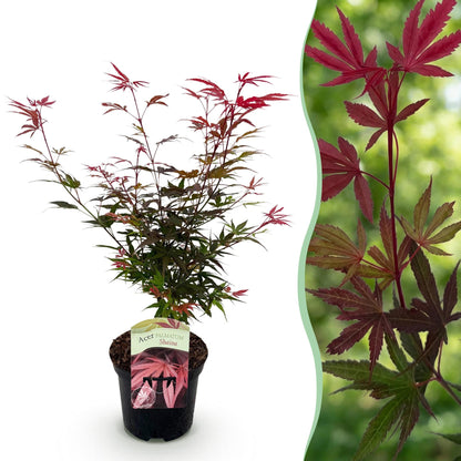 Terrasplant - Japanse Esdoorn - Acer palmatum Shaina - Forestbloom