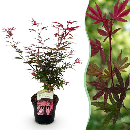 Terrasplant - Japanse Esdoorn - Acer palmatum Shaina - Forestbloom