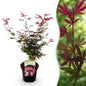 Terrasplant - Japanse Esdoorn - Acer palmatum Shaina - Forestbloom