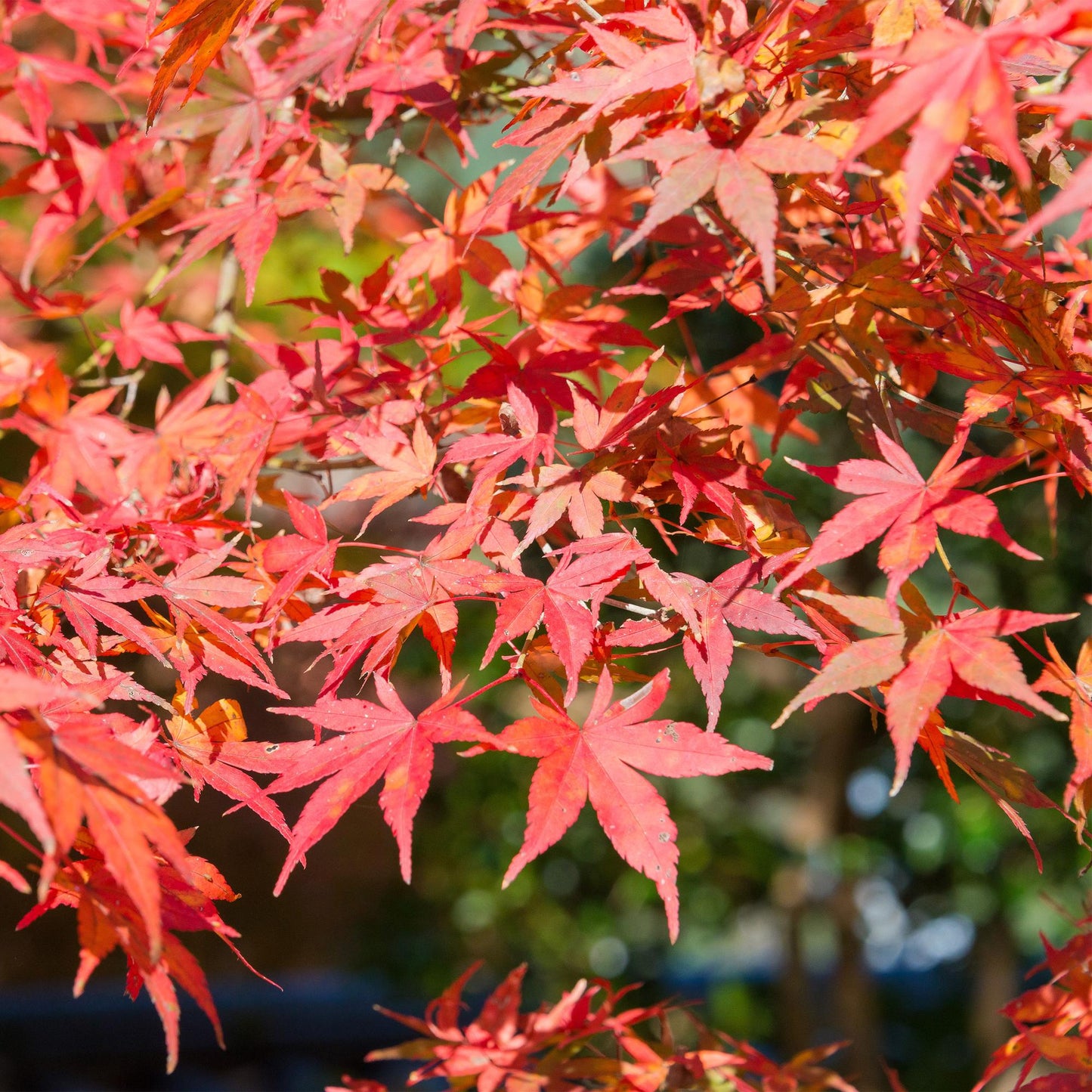Terrasplant - Japanse Esdoorn - Acer palmatum Shaina - Forestbloom