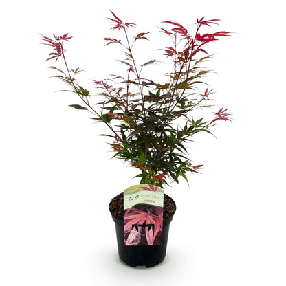 Terrasplant - Japanse Esdoorn - Acer palmatum Shaina - Forestbloom