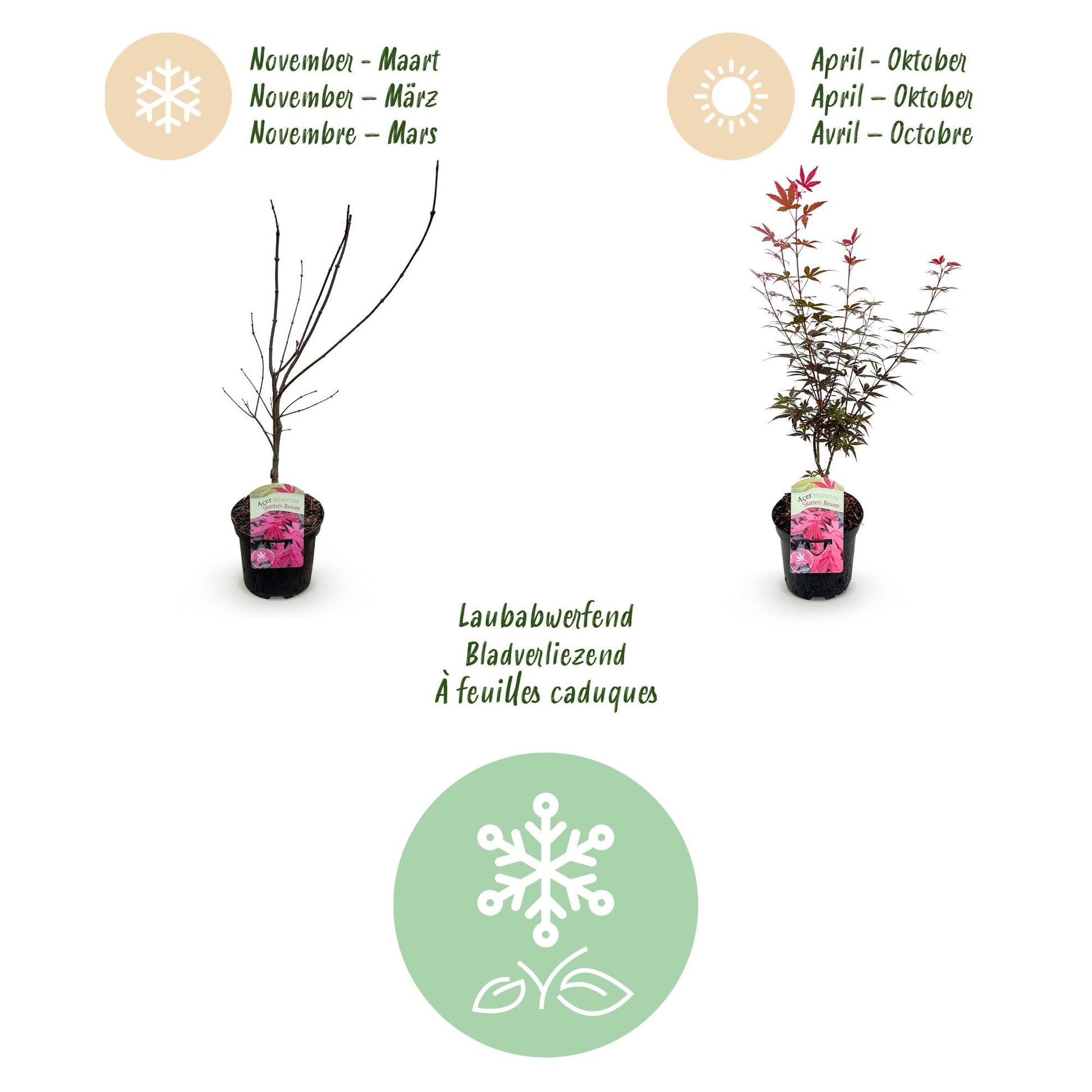Terrasplant - Japanse Esdoorn - Acer palmatum Skeetsers Broom - Forestbloom
