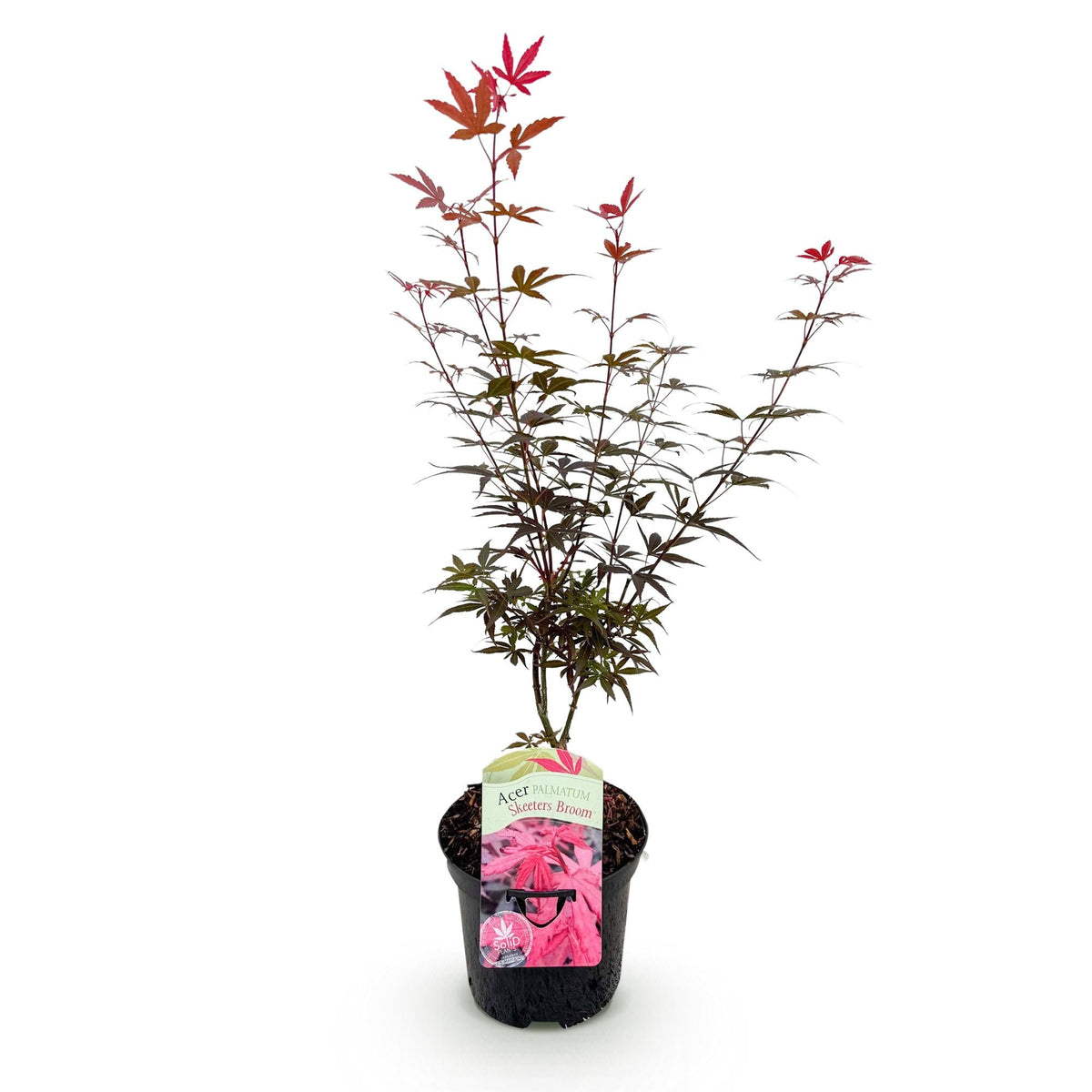 Terrasplant - Japanse Esdoorn - Acer palmatum Skeetsers Broom - Forestbloom