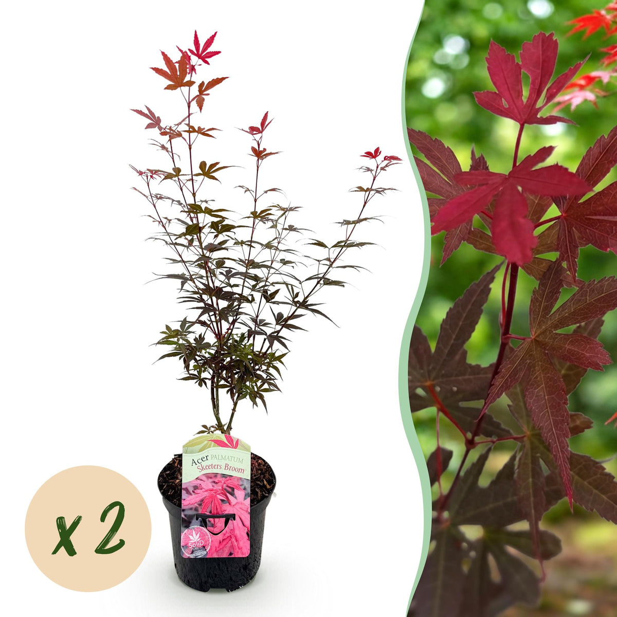 Terrasplant - Japanse Esdoorn - Acer palmatum Skeetsers Broom - 2 Planten - Forestbloom