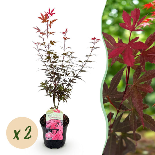 Terrasplant - Japanse Esdoorn - Acer palmatum Skeetsers Broom - 2 Planten - Forestbloom