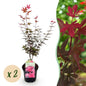 Terrasplant - Japanse Esdoorn - Acer palmatum Skeetsers Broom - 2 Planten - Forestbloom