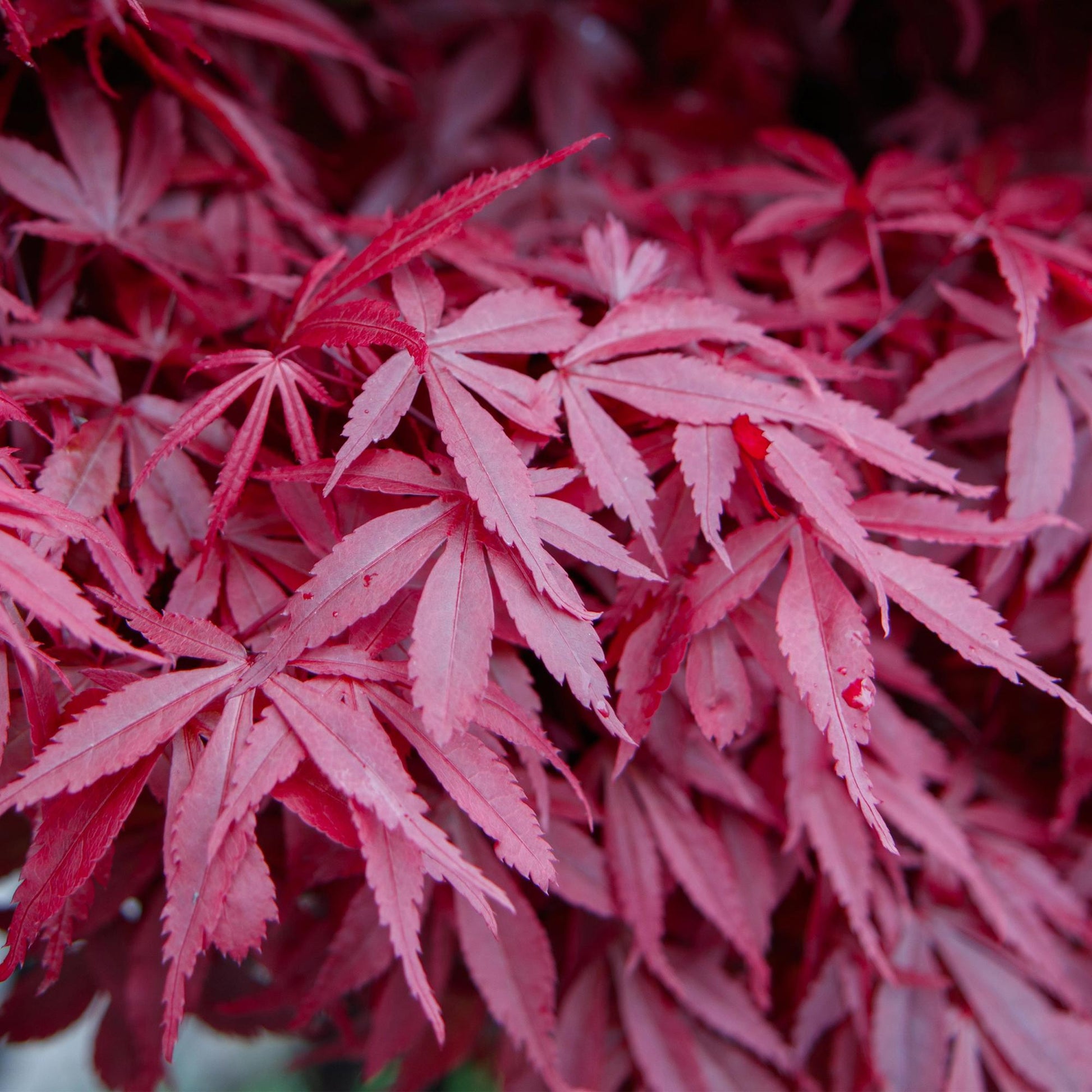 Terrasplant - Japanse Esdoorn - Acer palmatum Skeetsers Broom - 2 Planten - Forestbloom