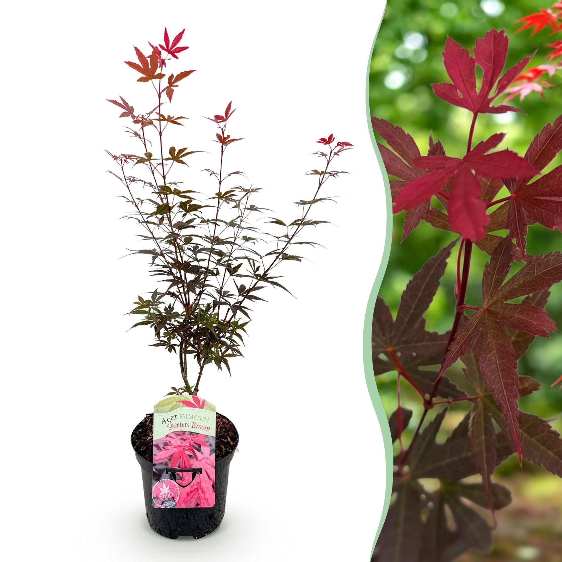 Terrasplant - Japanse Esdoorn - Acer palmatum Skeetsers Broom - Forestbloom