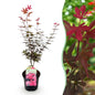 Terrasplant - Japanse Esdoorn - Acer palmatum Skeetsers Broom - Forestbloom