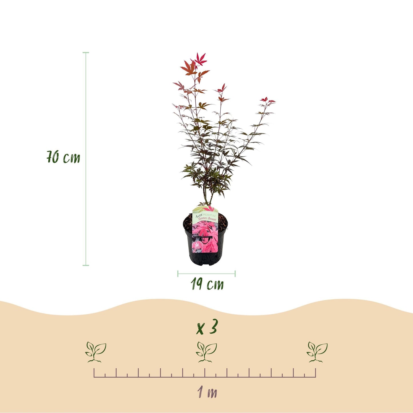 Terrasplant - Japanse Esdoorn - Acer palmatum Skeetsers Broom - Forestbloom