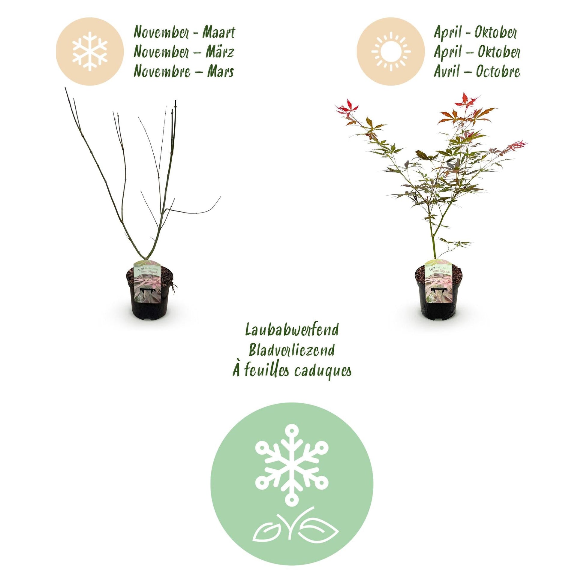 Terrasplant - Japanse Esdoorn - Acer palmatum Sumi-nagashi - Forestbloom