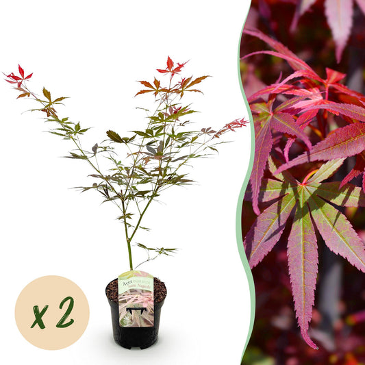 Terrasplant - Japanse Esdoorn - Acer palmatum Sumi-nagashi - 2 Planten - Forestbloom