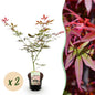 Terrasplant - Japanse Esdoorn - Acer palmatum Sumi-nagashi - 2 Planten - Forestbloom