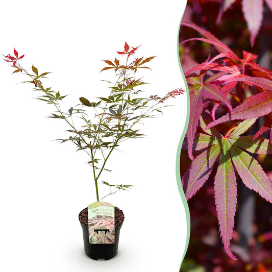 Terrasplant - Japanse Esdoorn - Acer palmatum Sumi-nagashi - Forestbloom