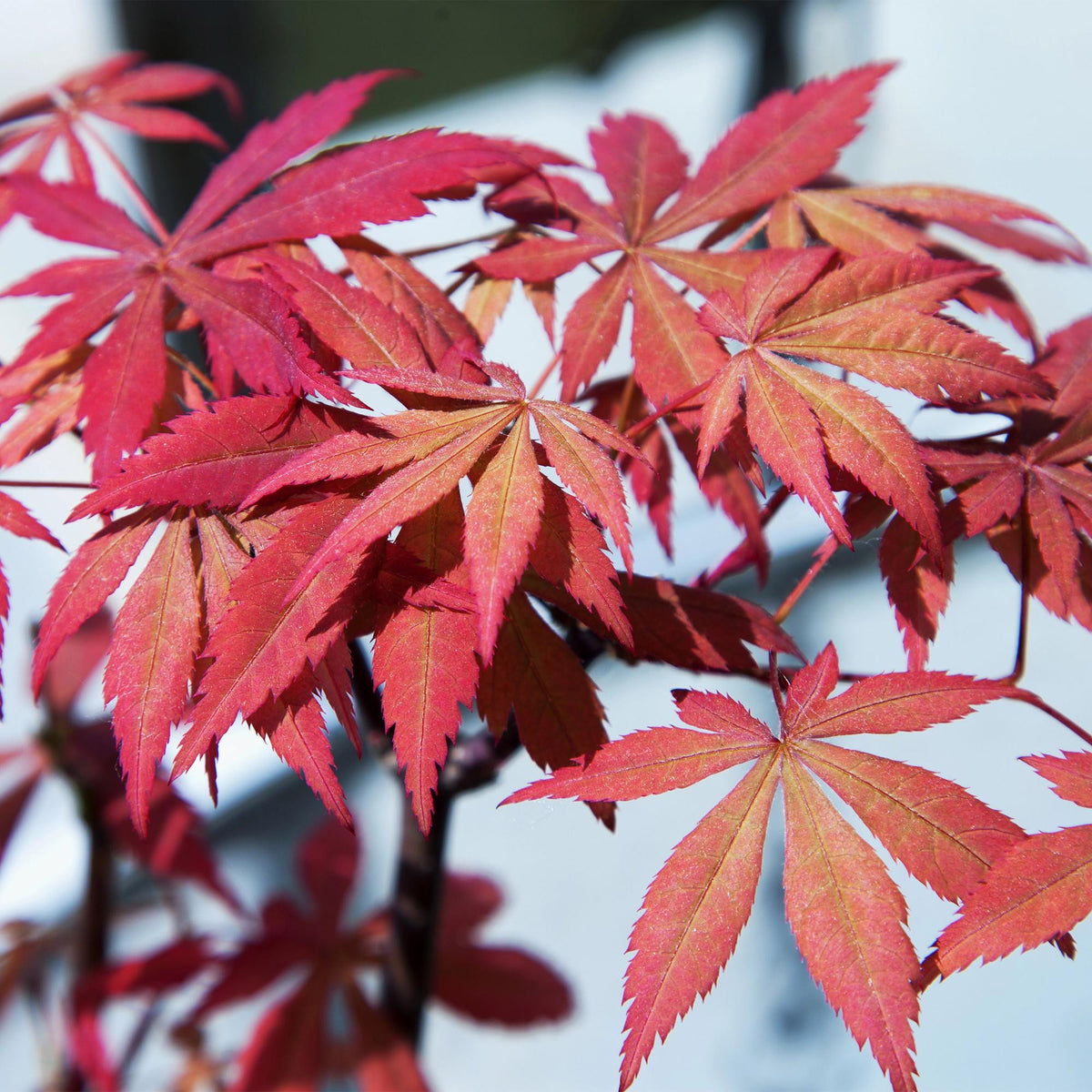Terrasplant - Japanse Esdoorn - Acer palmatum Sumi-nagashi - Forestbloom