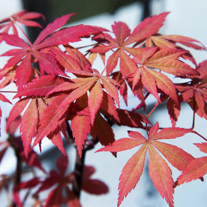 Terrasplant - Japanse Esdoorn - Acer palmatum Sumi-nagashi - Forestbloom