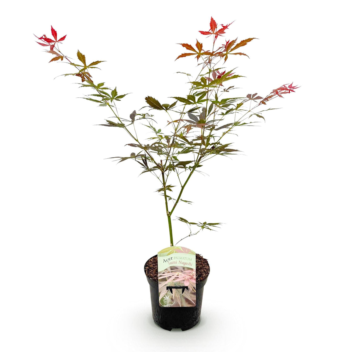 Terrasplant - Japanse Esdoorn - Acer palmatum Sumi-nagashi - Forestbloom
