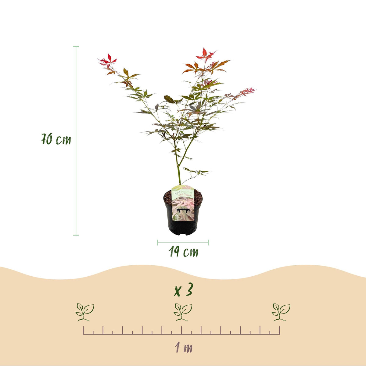 Terrasplant - Japanse Esdoorn - Acer palmatum Sumi-nagashi - Forestbloom