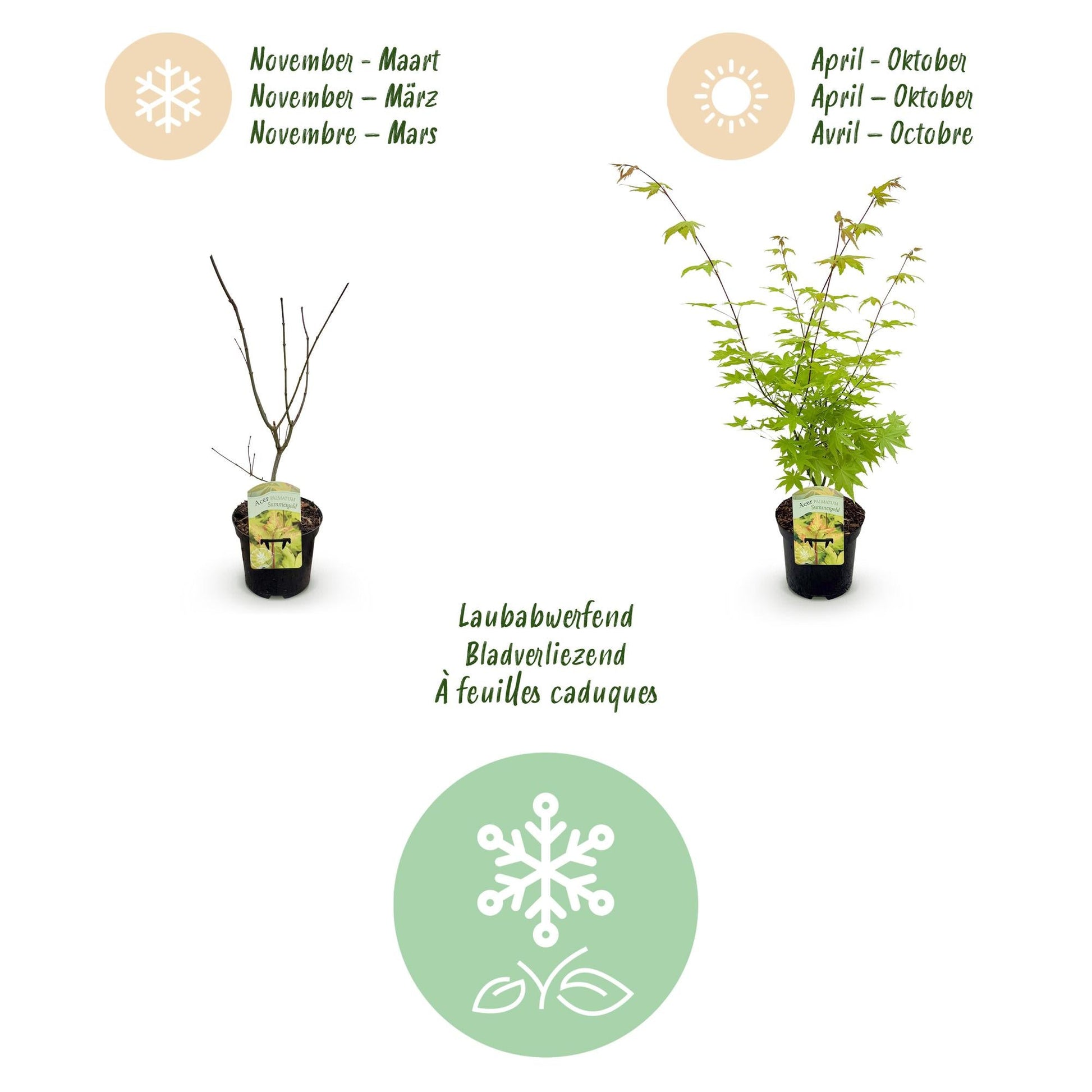 Terrasplant - Japanse Esdoorn - Acer palmatum Summergold - 2 Planten - Forestbloom