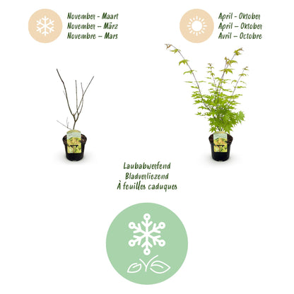 Terrasplant - Japanse Esdoorn - Acer palmatum Summergold - 2 Planten - Forestbloom