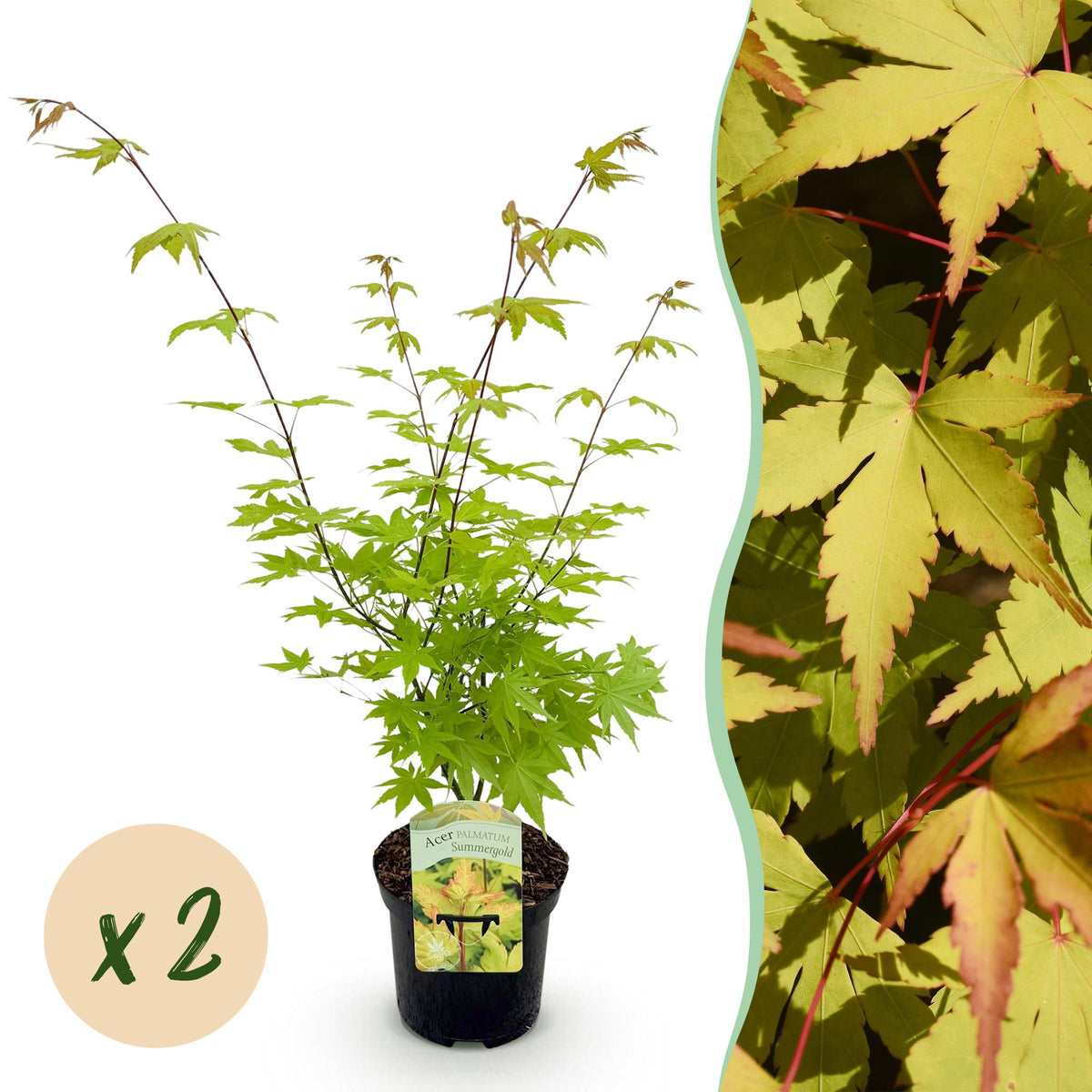 Terrasplant - Japanse Esdoorn - Acer palmatum Summergold - 2 Planten - Forestbloom