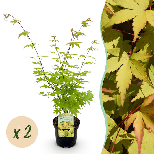 Terrasplant - Japanse Esdoorn - Acer palmatum Summergold - 2 Planten - Forestbloom