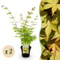 Terrasplant - Japanse Esdoorn - Acer palmatum Summergold - 2 Planten - Forestbloom