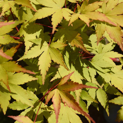 Terrasplant - Japanse Esdoorn - Acer palmatum Summergold - 2 Planten - Forestbloom