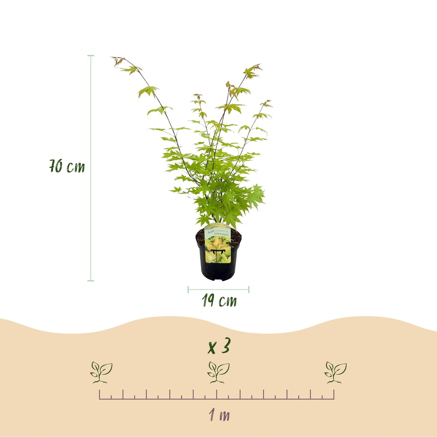 Terrasplant - Japanse Esdoorn - Acer palmatum Summergold - 2 Planten - Forestbloom