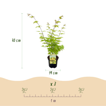 Terrasplant - Japanse Esdoorn - Acer palmatum Summergold - 2 Planten - Forestbloom