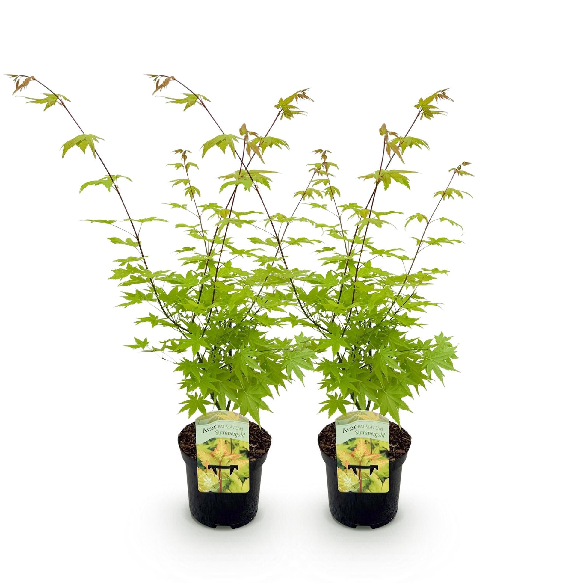 Terrasplant - Japanse Esdoorn - Acer palmatum Summergold - 2 Planten - Forestbloom