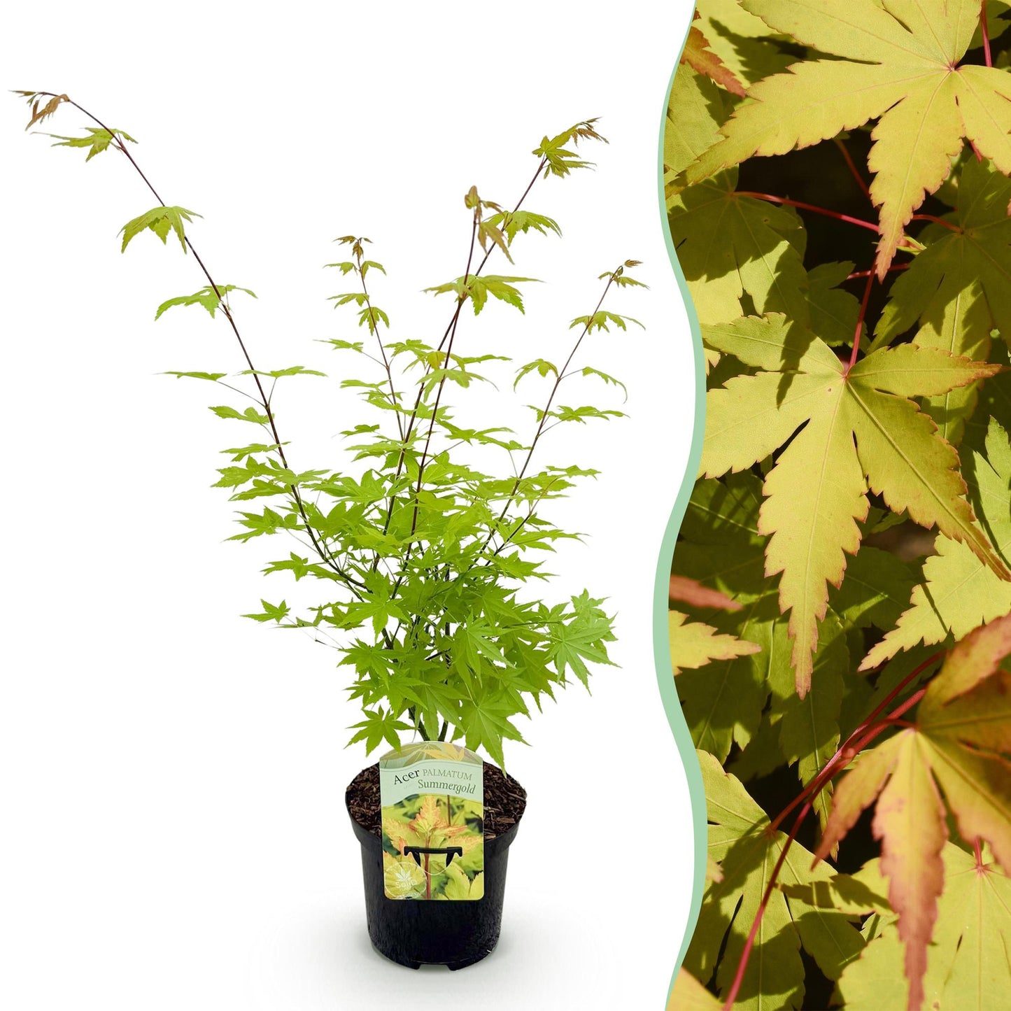 Terrasplant - Japanse Esdoorn - Acer palmatum Summergold - Forestbloom