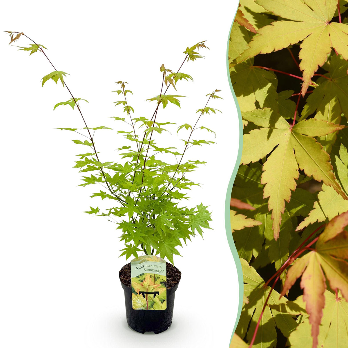Terrasplant - Japanse Esdoorn - Acer palmatum Summergold - Forestbloom