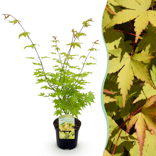 Terrasplant - Japanse Esdoorn - Acer palmatum Summergold - Forestbloom