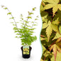 Terrasplant - Japanse Esdoorn - Acer palmatum Summergold - Forestbloom