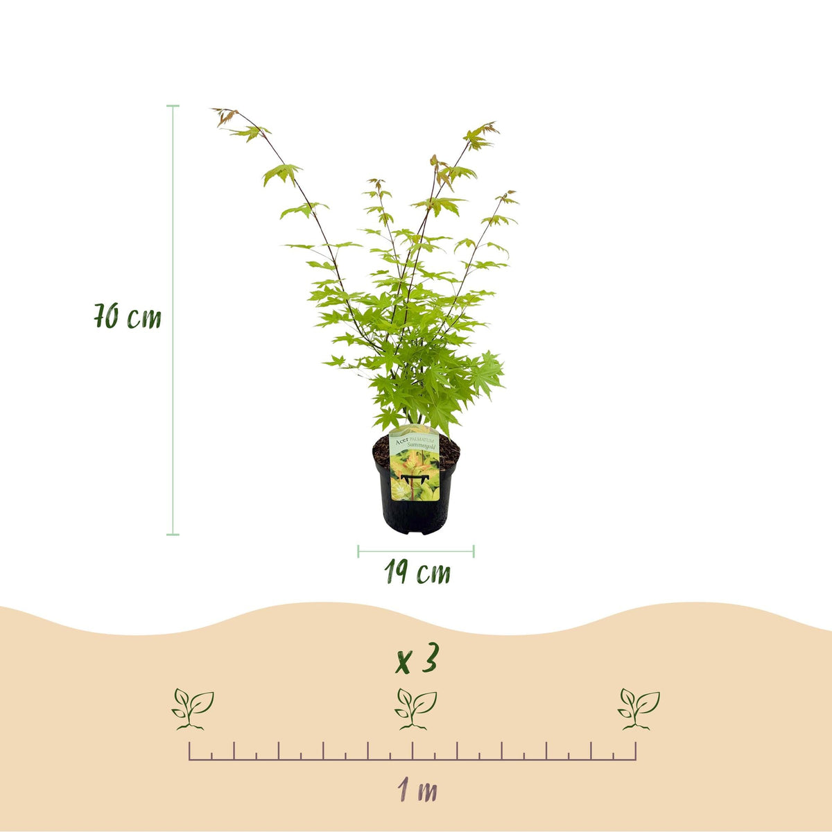 Terrasplant - Japanse Esdoorn - Acer palmatum Summergold - Forestbloom