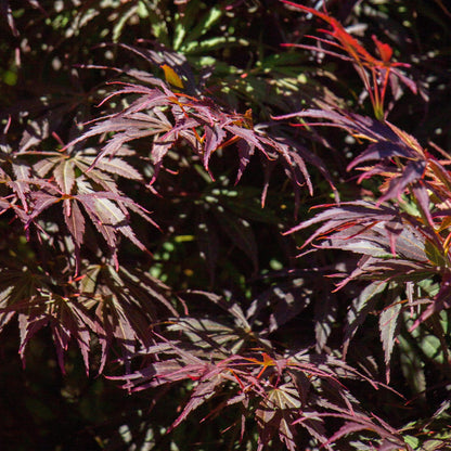 Terrasplant - Japanse Esdoorn - Acer palmatum Trompenburg - Forestbloom