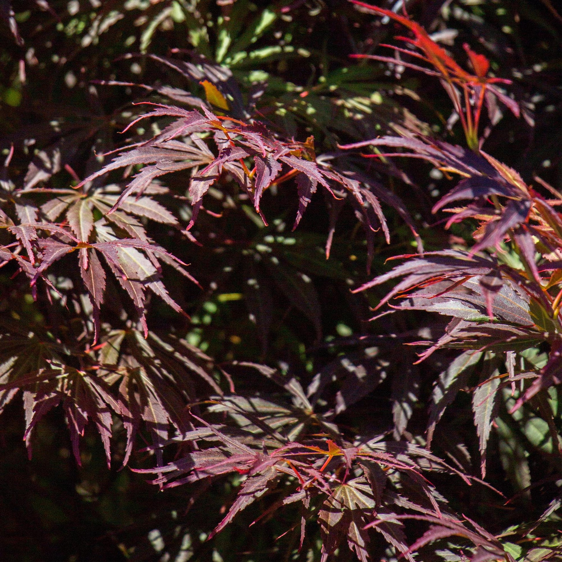 Terrasplant - Japanse Esdoorn - Acer palmatum Trompenburg - 2 Planten - Forestbloom