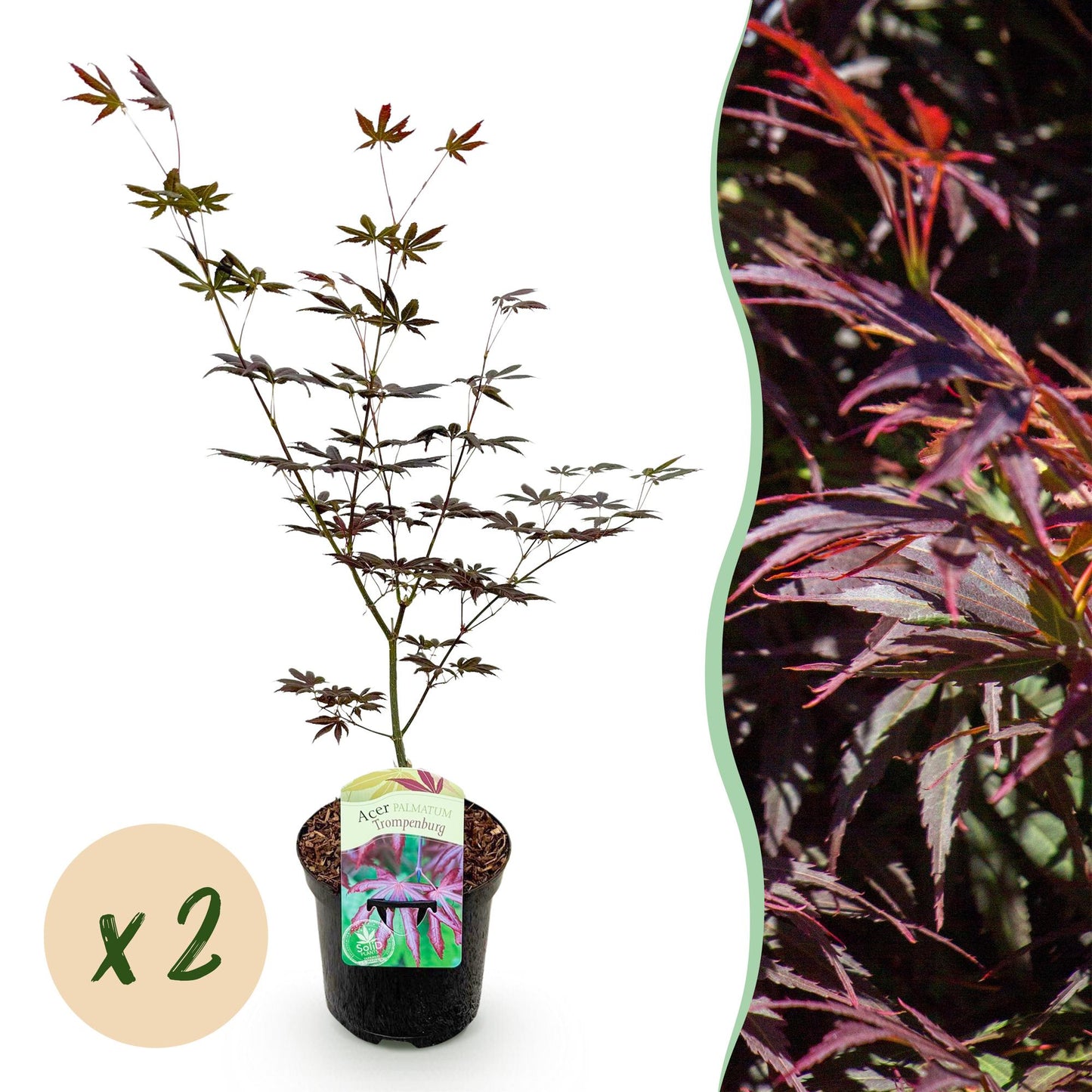 Terrasplant - Japanse Esdoorn - Acer palmatum Trompenburg - 2 Planten - Forestbloom
