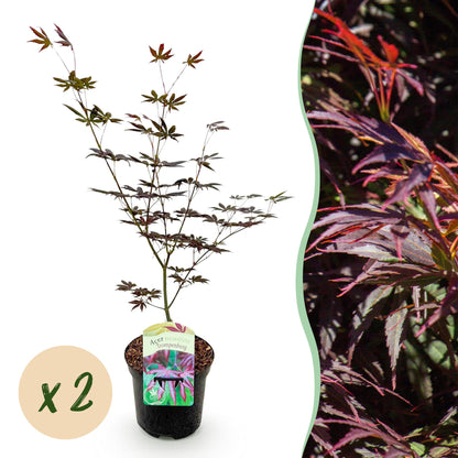 Terrasplant - Japanse Esdoorn - Acer palmatum Trompenburg - 2 Planten - Forestbloom