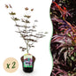Terrasplant - Japanse Esdoorn - Acer palmatum Trompenburg - 2 Planten - Forestbloom