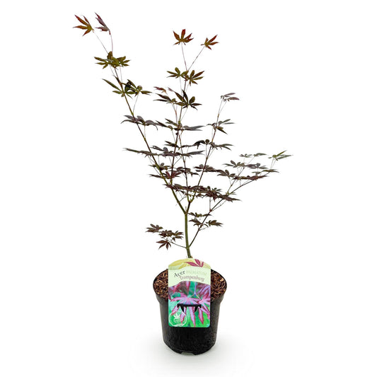 Terrasplant - Japanse Esdoorn - Acer palmatum Trompenburg - Forestbloom