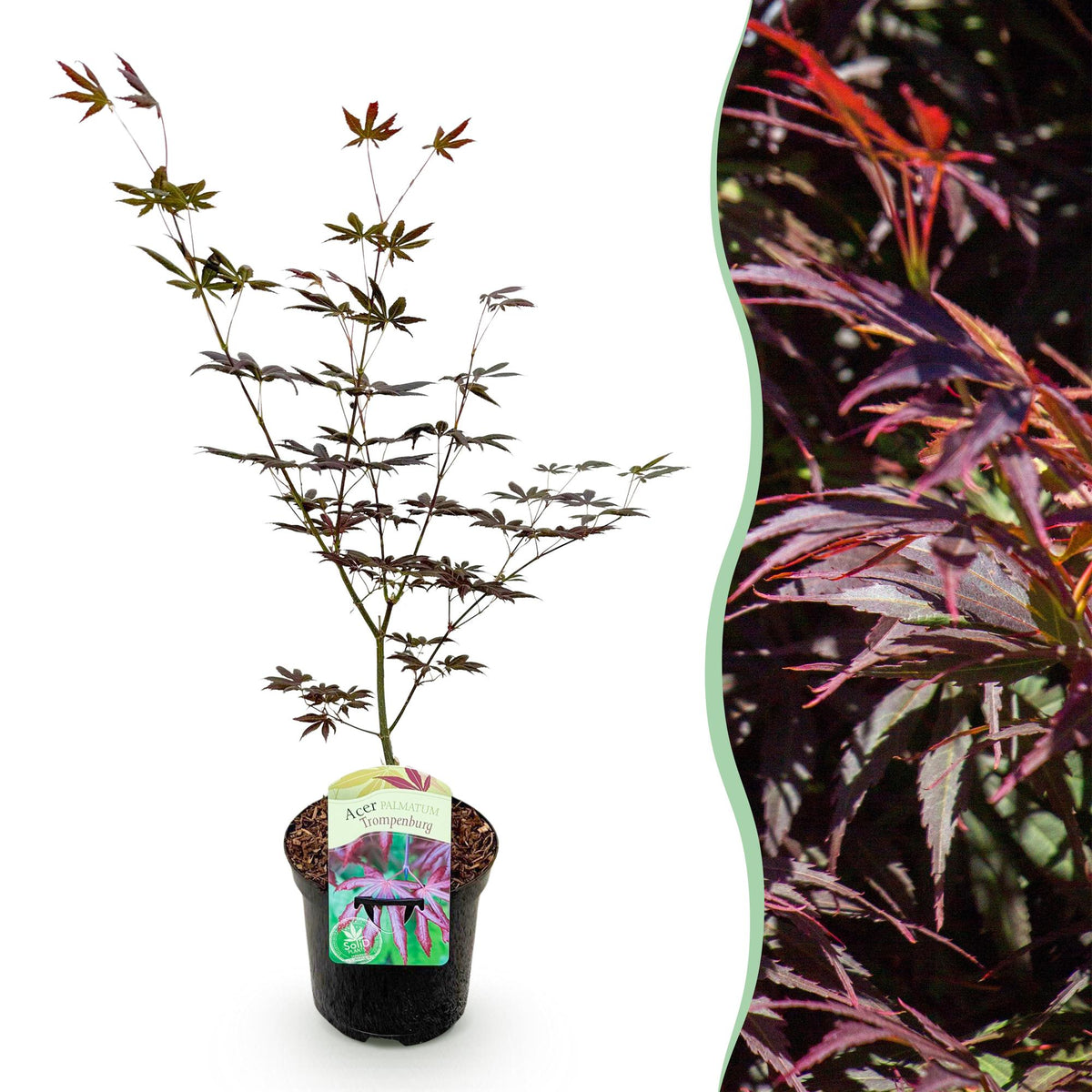 Terrasplant - Japanse Esdoorn - Acer palmatum Trompenburg - Forestbloom
