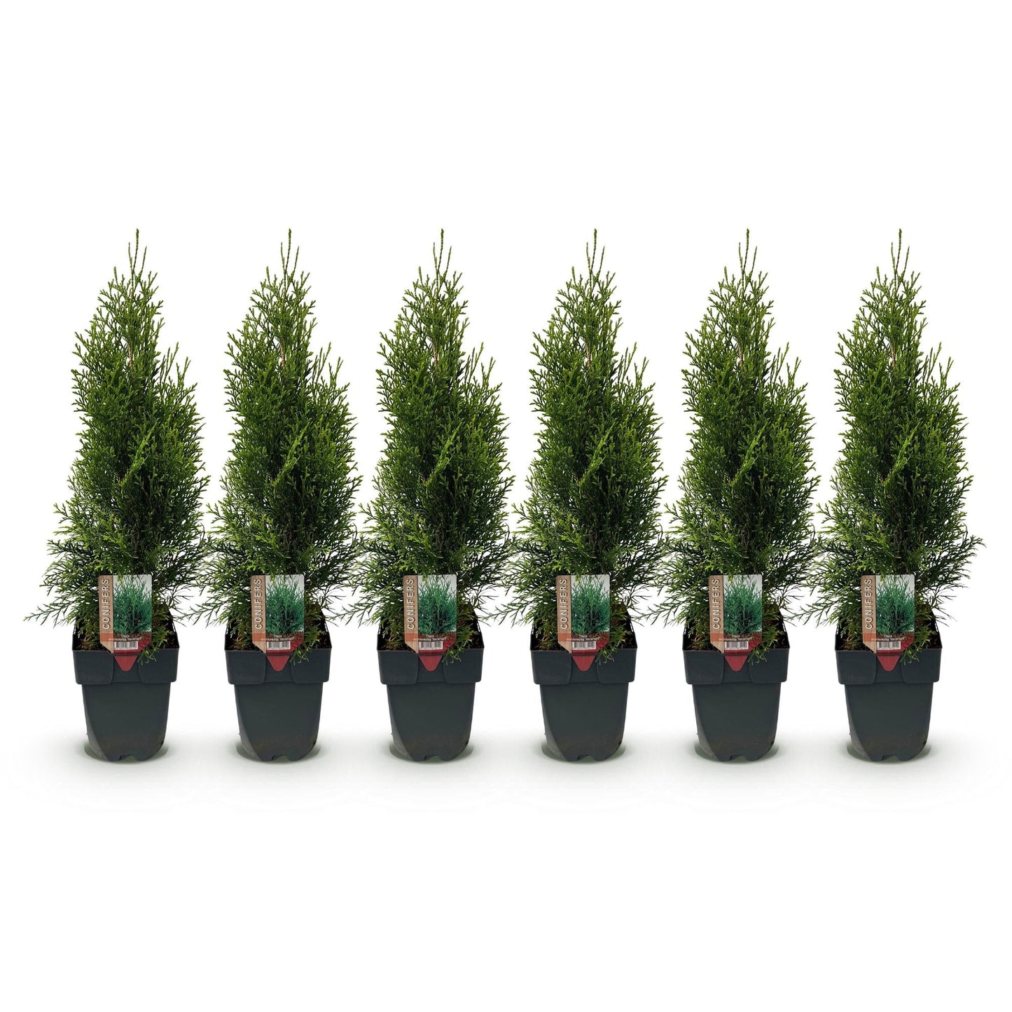Thuja occidentalis Smaragd - 6 planten - 1 strekkende meter - Forestbloom