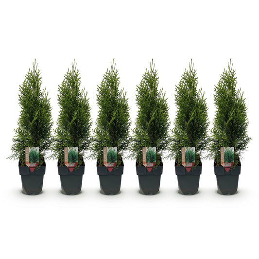 Thuja occidentalis Smaragd - 6 planten - 1 strekkende meter - Forestbloom