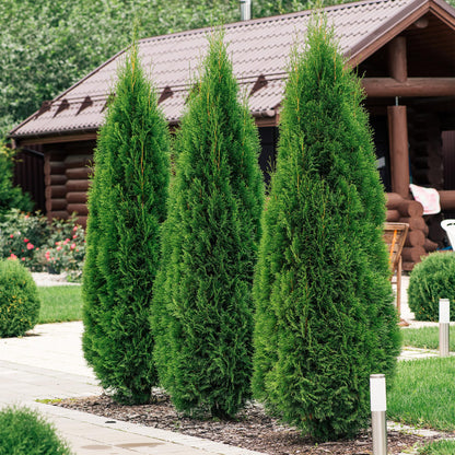 Thuja occidentalis Smaragd - 6 planten - 1 strekkende meter - Forestbloom