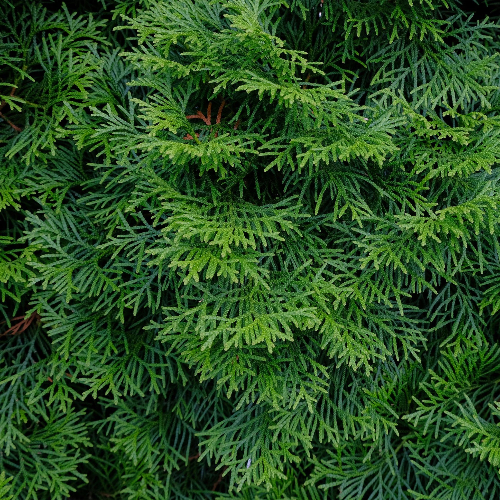 Thuja occidentalis Smaragd - 6 planten - 1 strekkende meter - Forestbloom