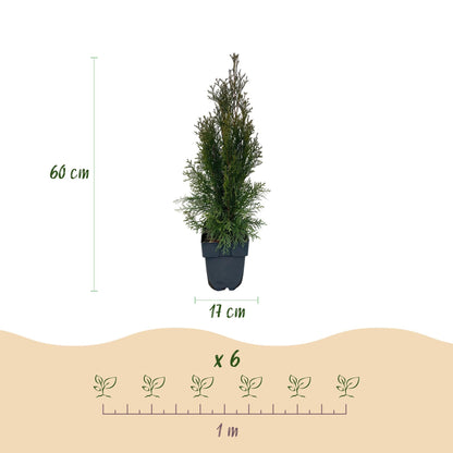Thuja occidentalis Smaragd - 6 planten - 1 strekkende meter - Forestbloom