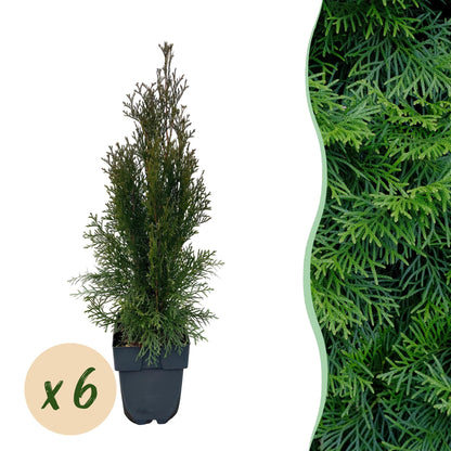 Thuja occidentalis Smaragd - 6 planten - 1 strekkende meter - Forestbloom
