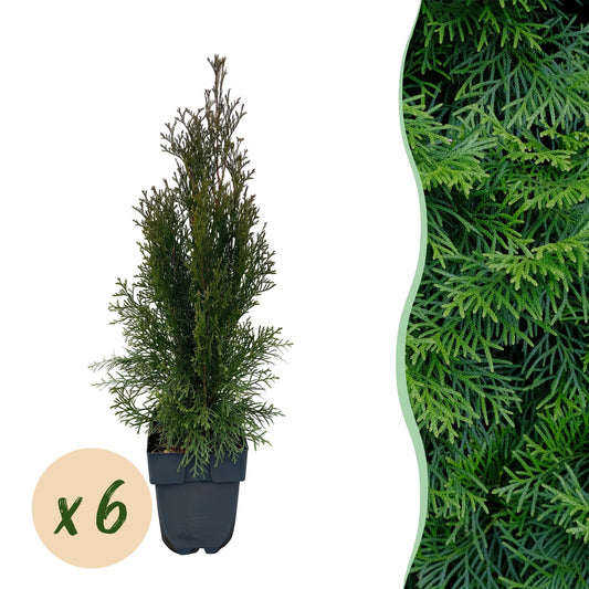 Thuja occidentalis Smaragd - 6 planten - 1 strekkende meter - Forestbloom